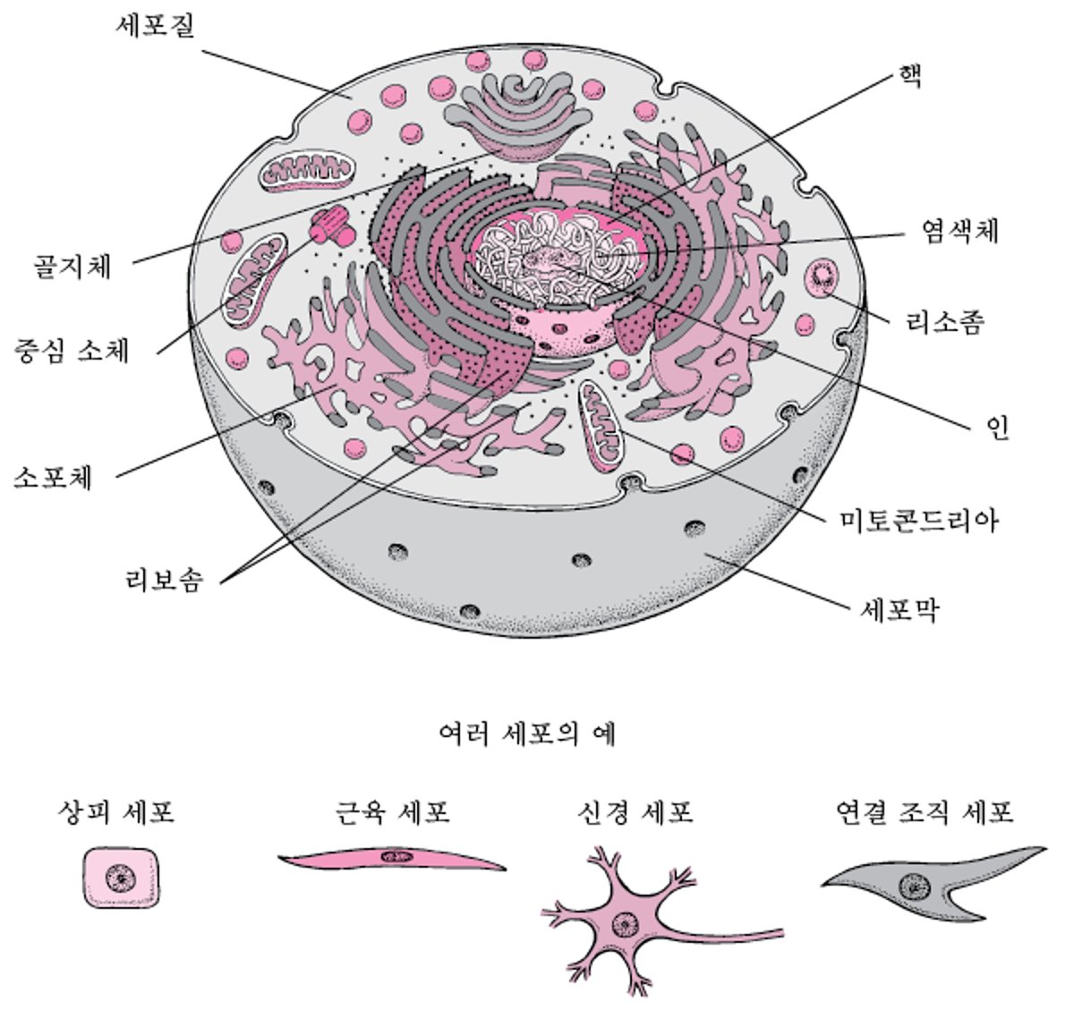세포 내부