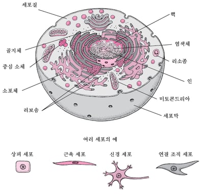 세포 내부