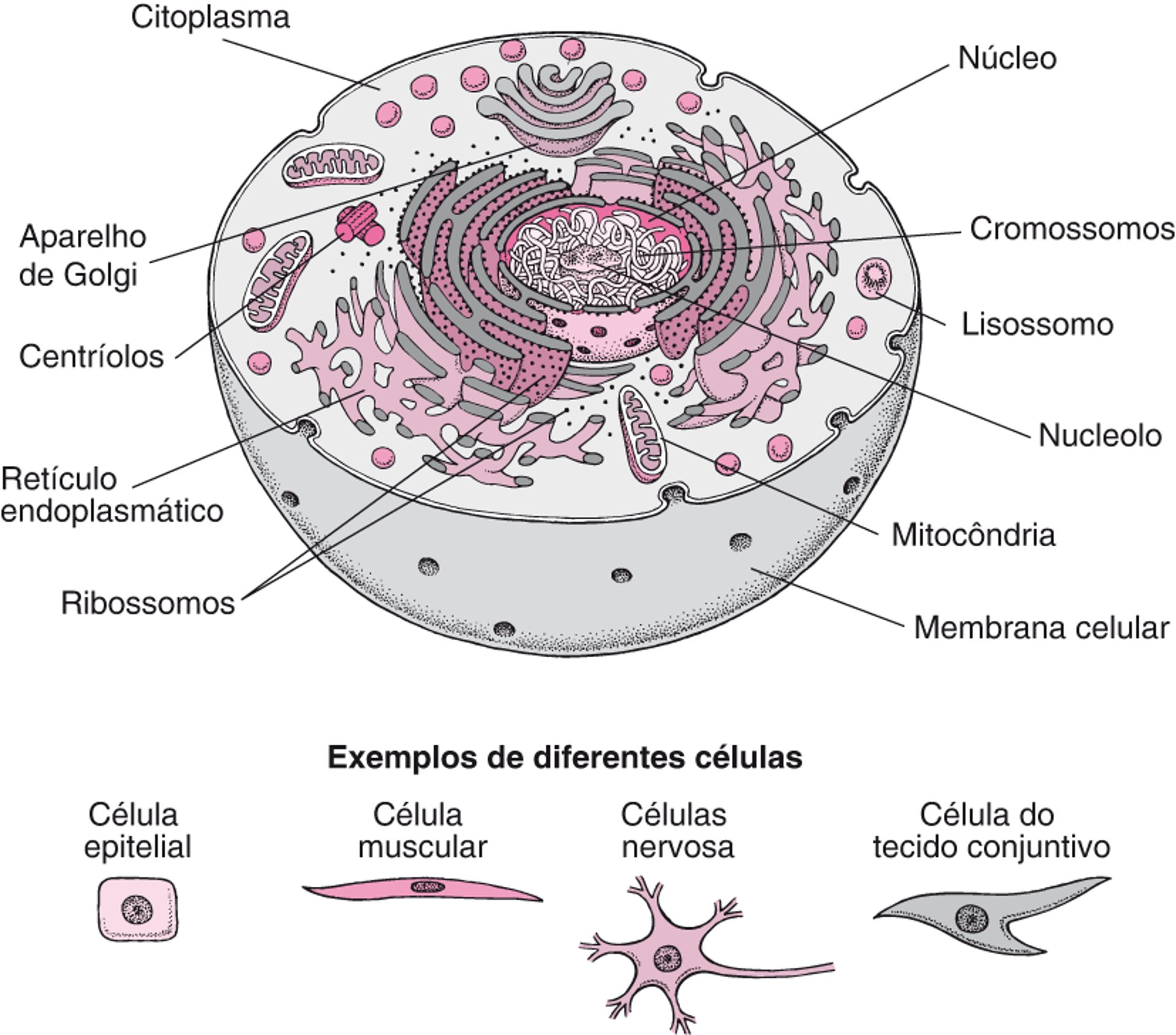 Dentro da célula
