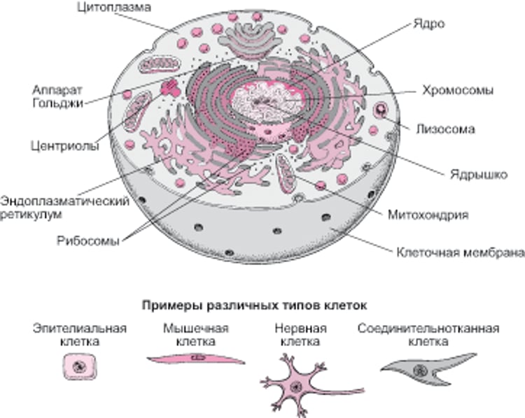 Внутри клетки