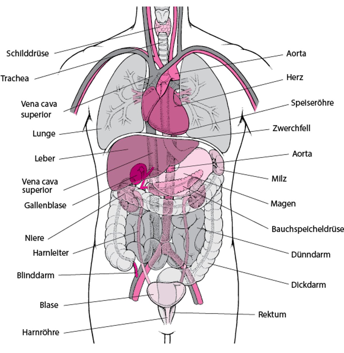 Das Innere des Körperrumpfes (Torso)