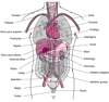 Interior del torso