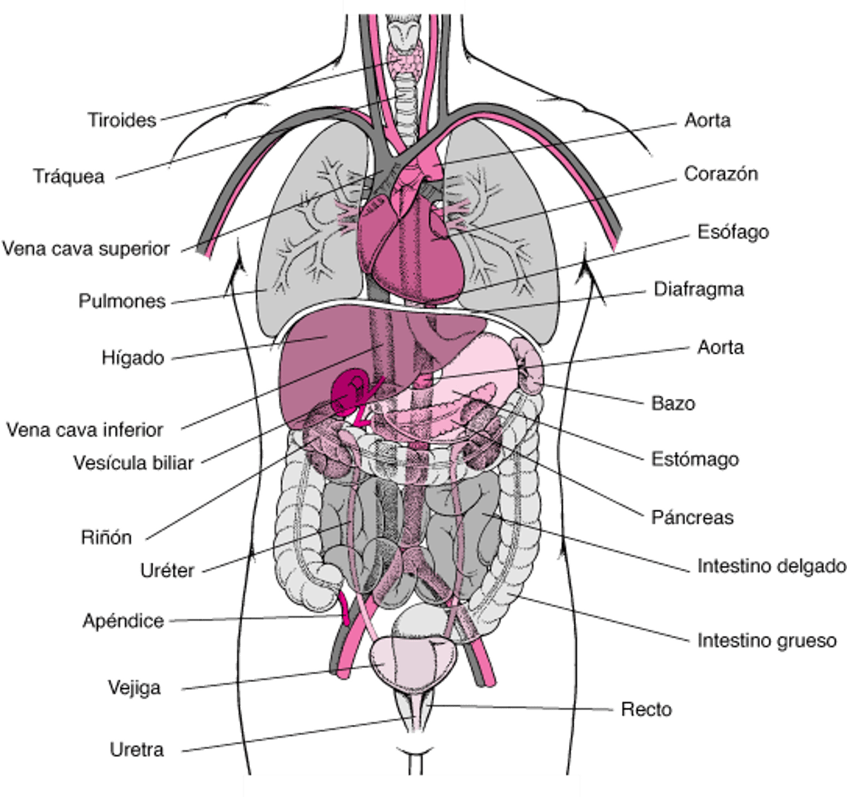 Interior del torso