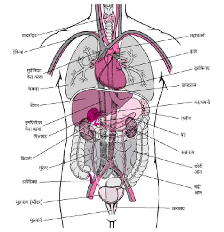 धड़ के अंदर