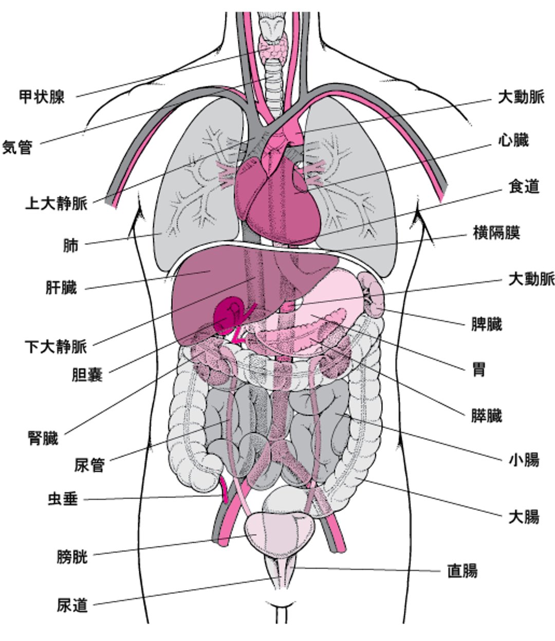 体内の主な臓器・器官