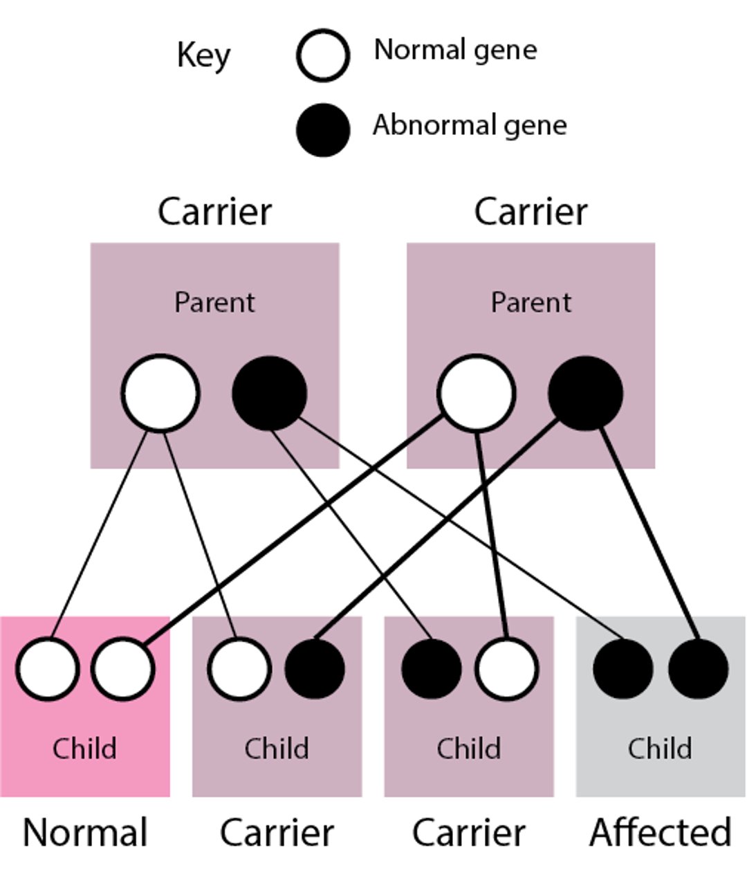 Non–X-Linked (Autosomal) Recessive Disorders