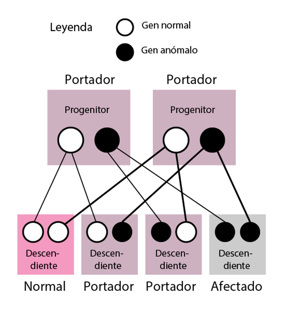 Trastornos autosómicos recesivos (o no ligados al cromosoma X)