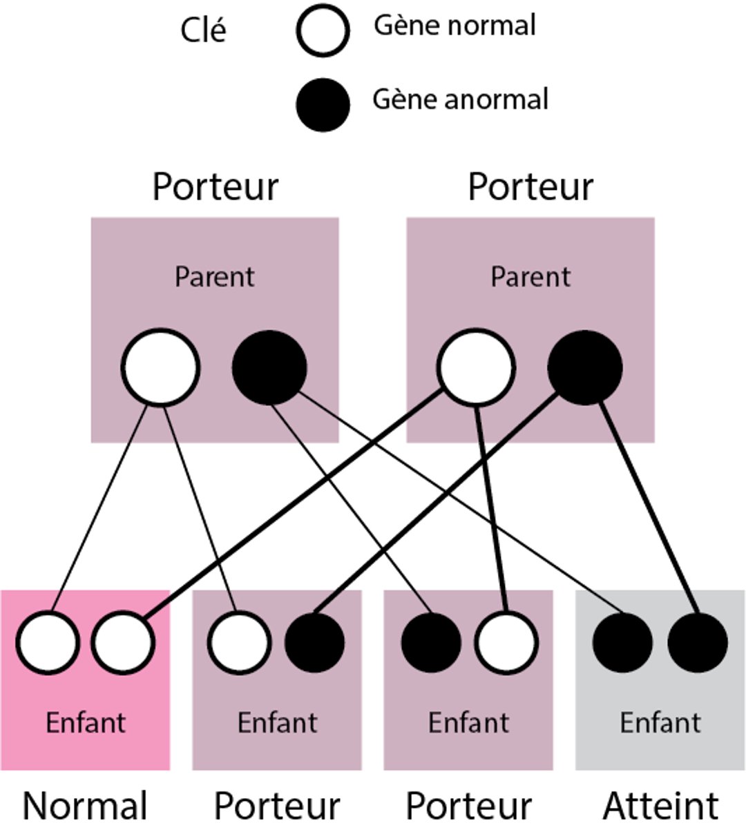 Maladies non liées à l’X (autosomiques) récessives