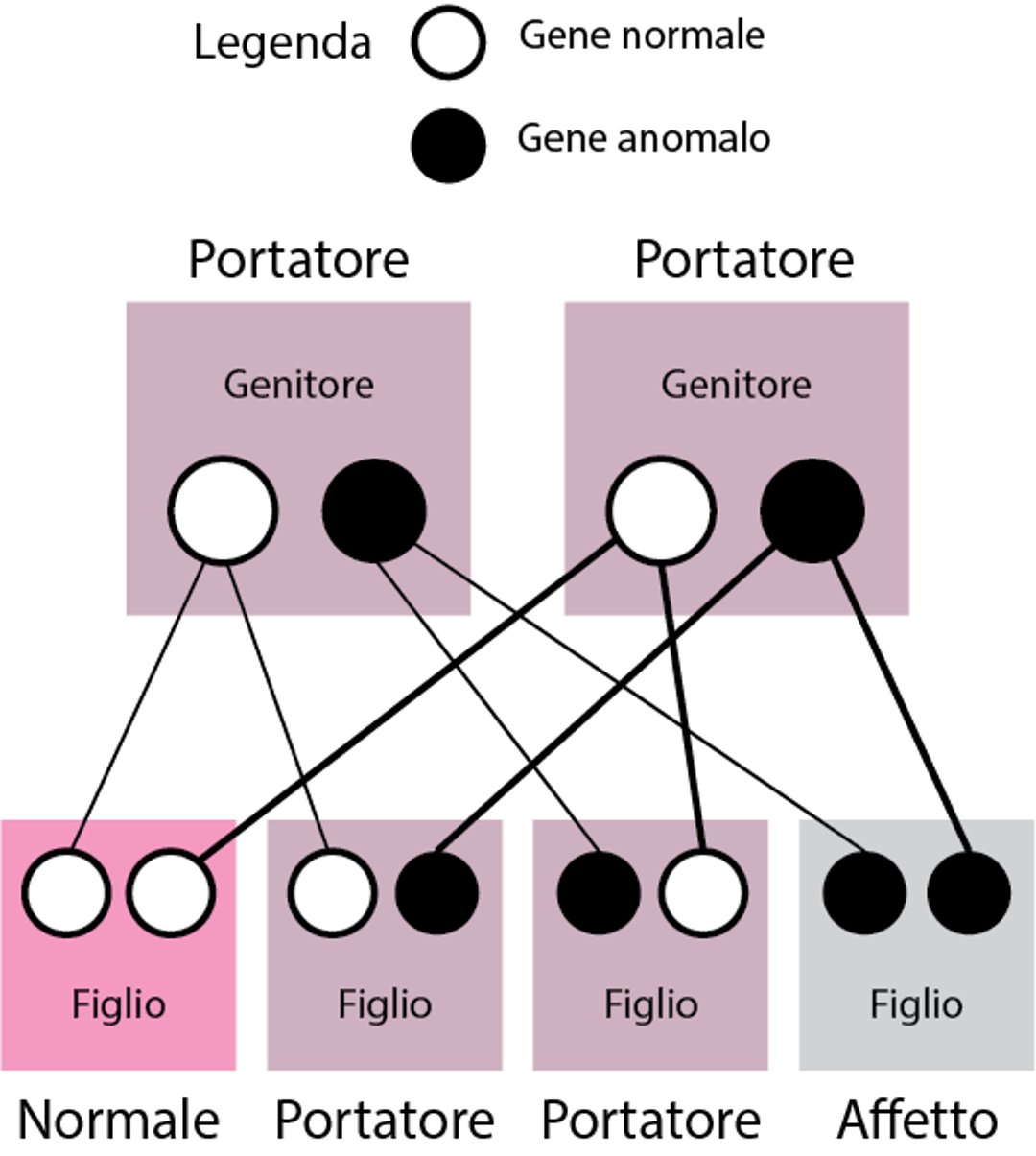 Disturbi recessivi non legati al cromosoma X (autosomici)