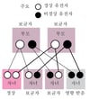 비 X 연관(보통염색체) 열성 질환