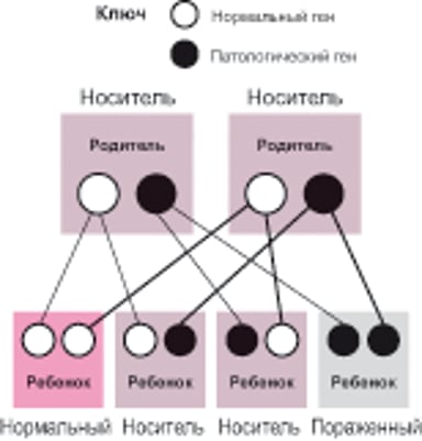 Не сцепленные с Х-хромосомой (аутосомные) рецессивные заболевания