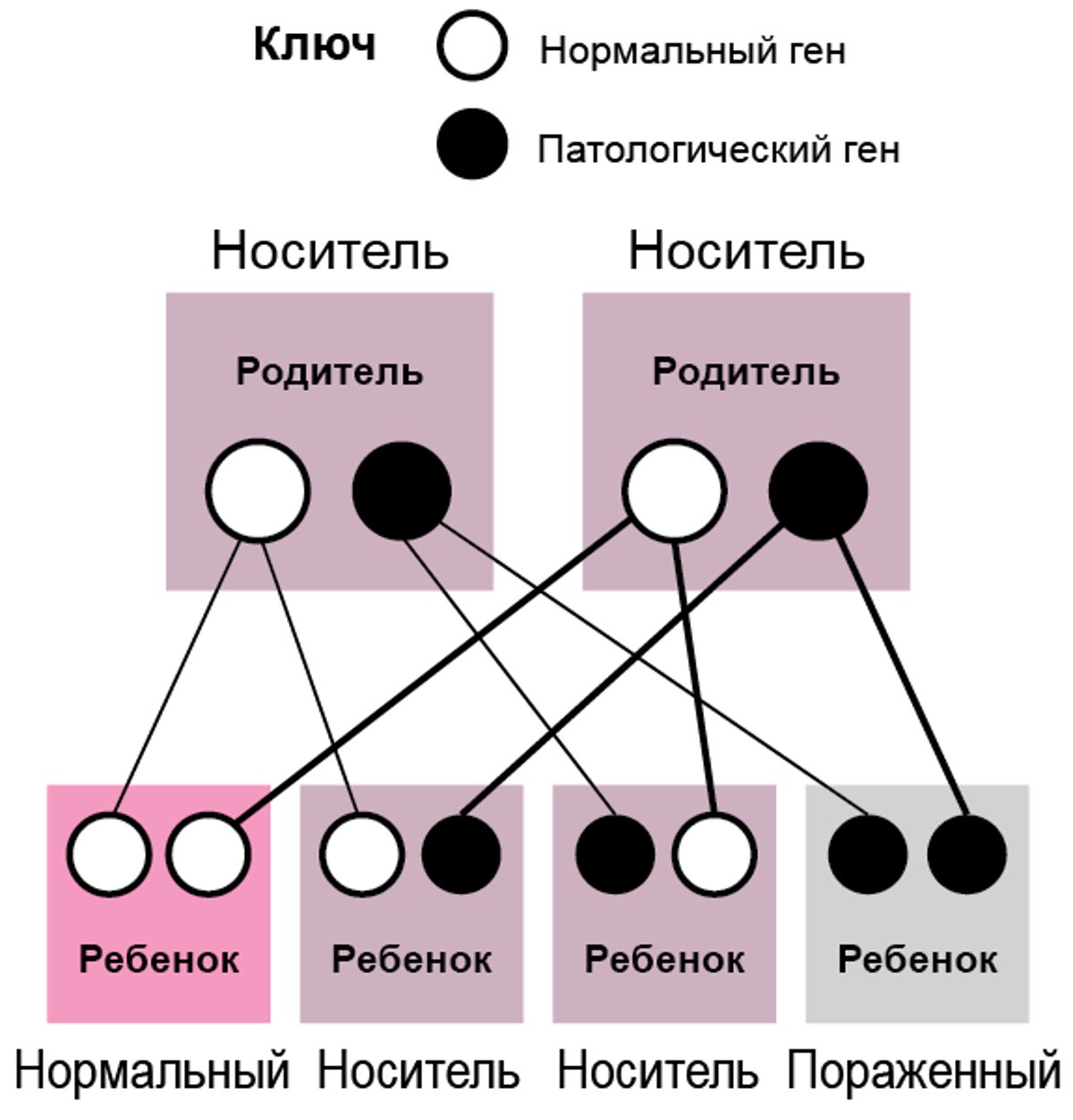 Не сцепленные с Х-хромосомой (аутосомные) рецессивные заболевания
