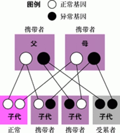 非性连锁（常染色体）隐性遗传