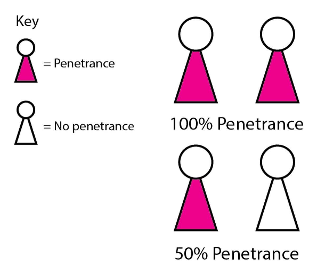 How Genes Affect People: Penetrance and Expressivity