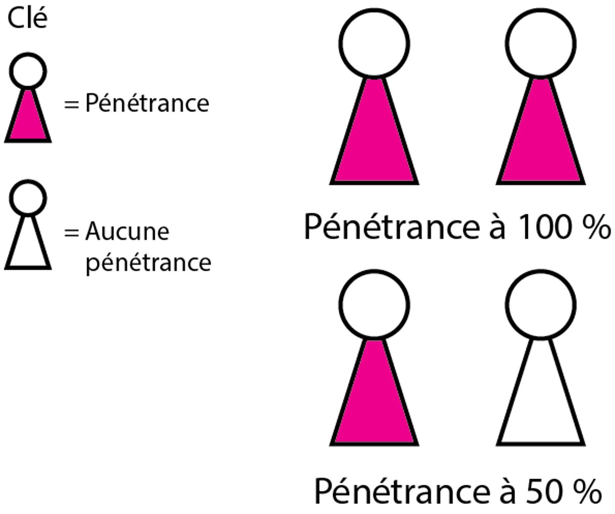De quelle façon les gènes affectent-ils leurs porteurs ? Pénétrance et expressivité