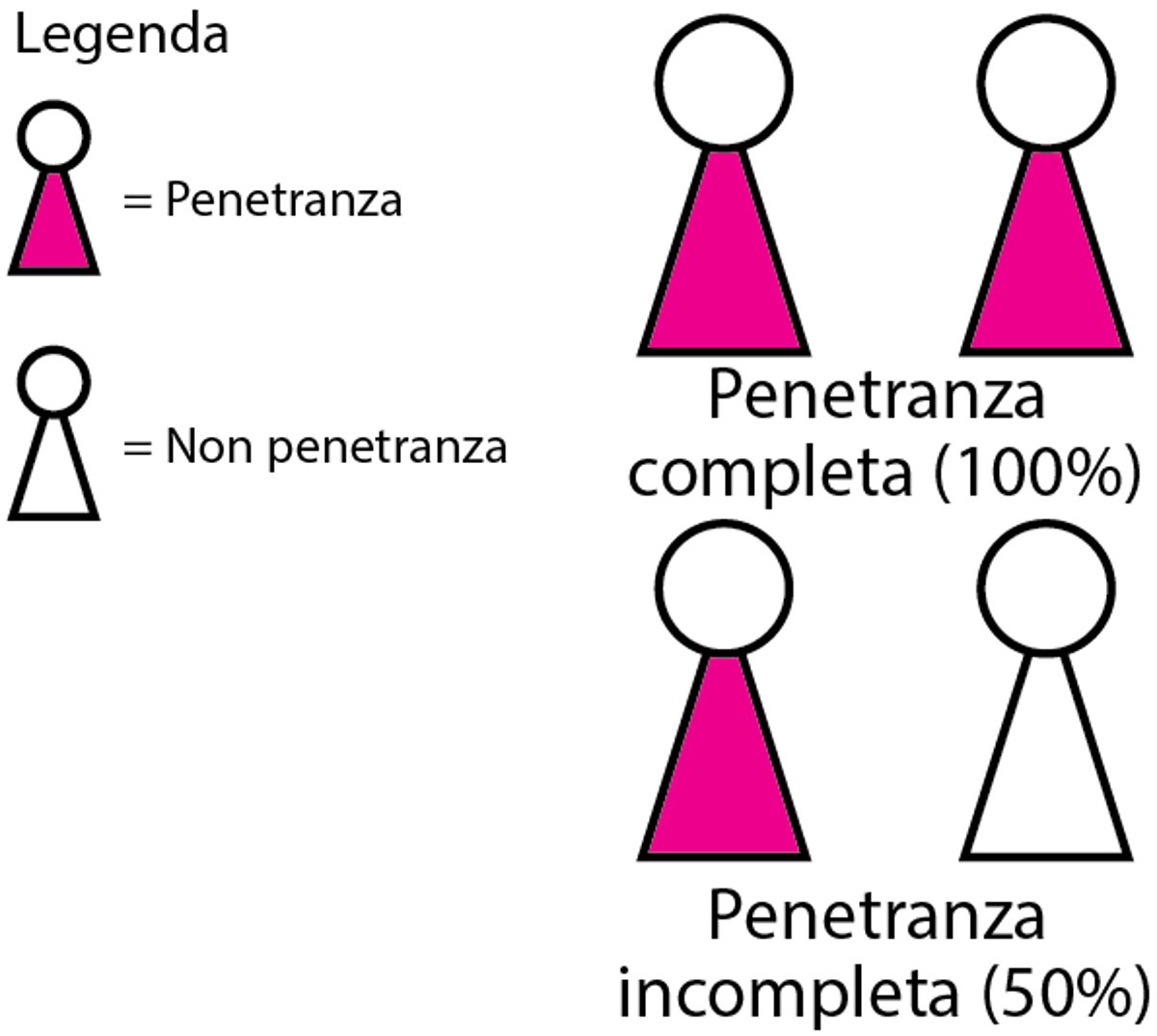 In che modo i geni condizionano un individuo: Penetranza ed espressività