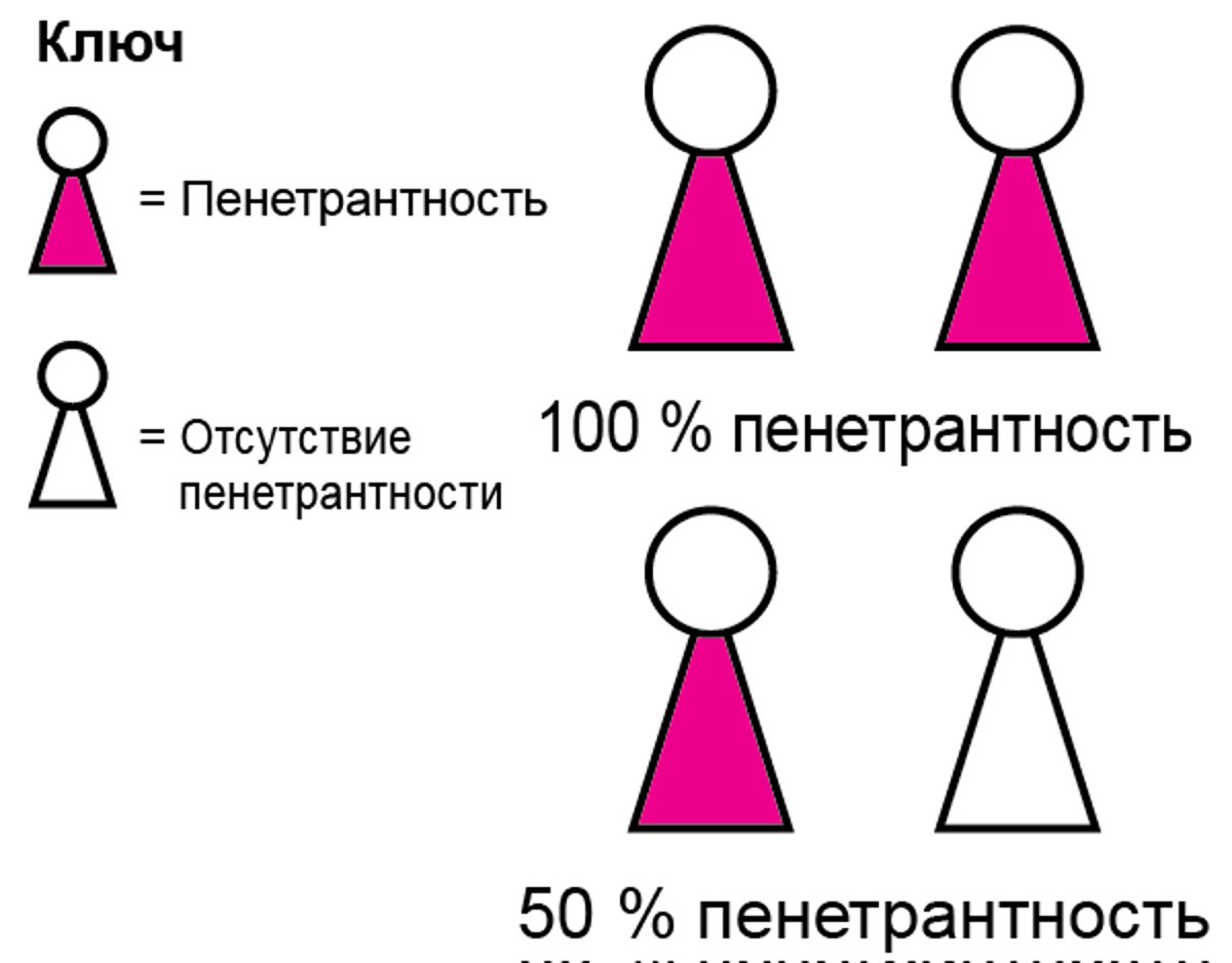Как гены воздействуют на людей: Пенетрантность и экспрессивность