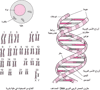 بنيَة الحَمض النَّووي DNA