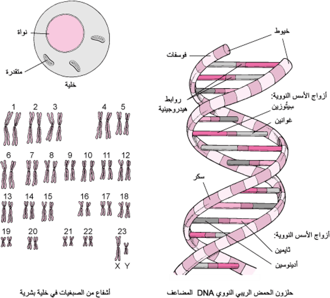 بنيَة الحَمض النَّووي DNA