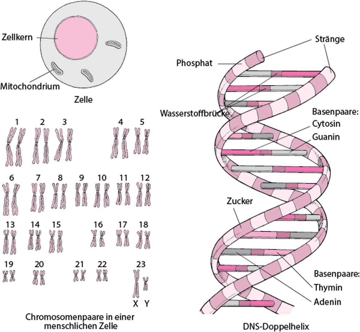 Struktur der DNA