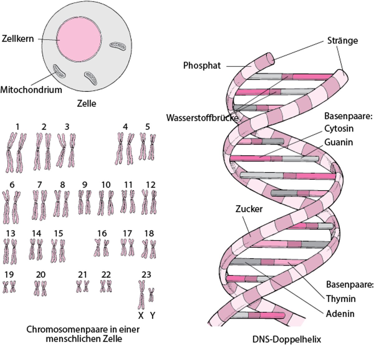 DNS-Aufbau