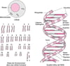 Structure de l'ADN