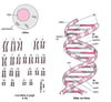 DNA की संरचना