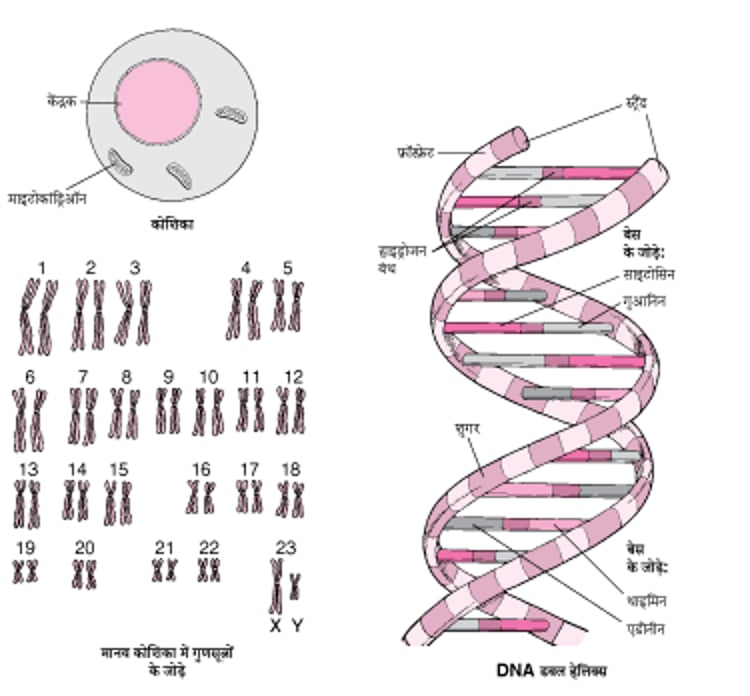 DNA की संरचना