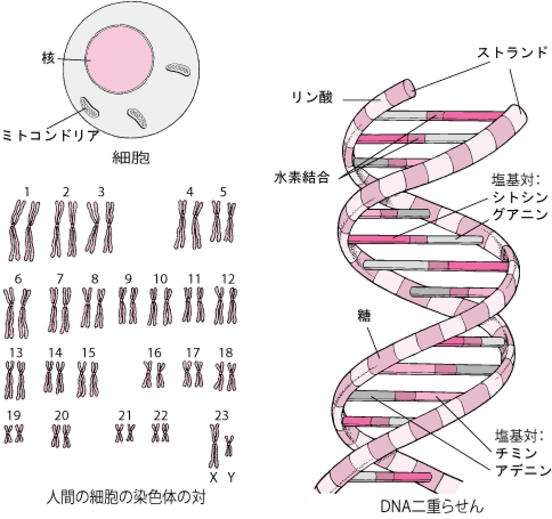 DNAの構造こうぞう