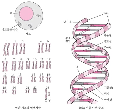 Table: DNA의 구조-MSD 매뉴얼 - 일반인용
