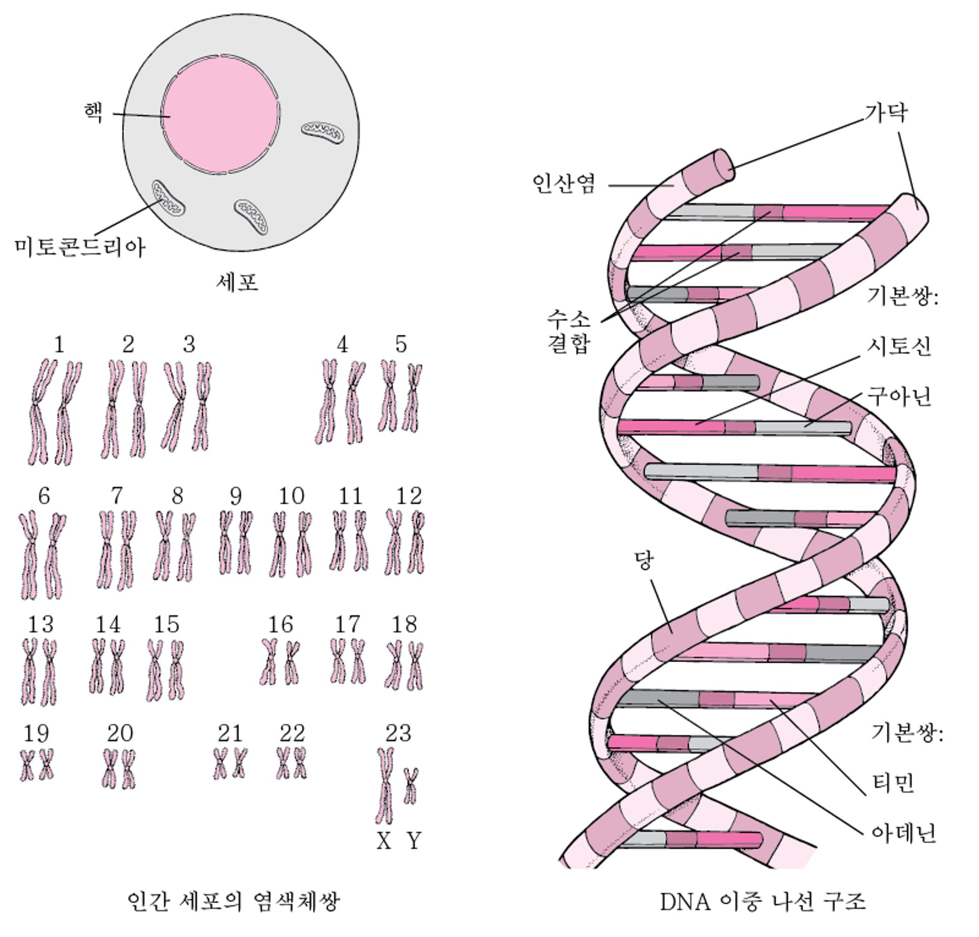 DNA의 구조
