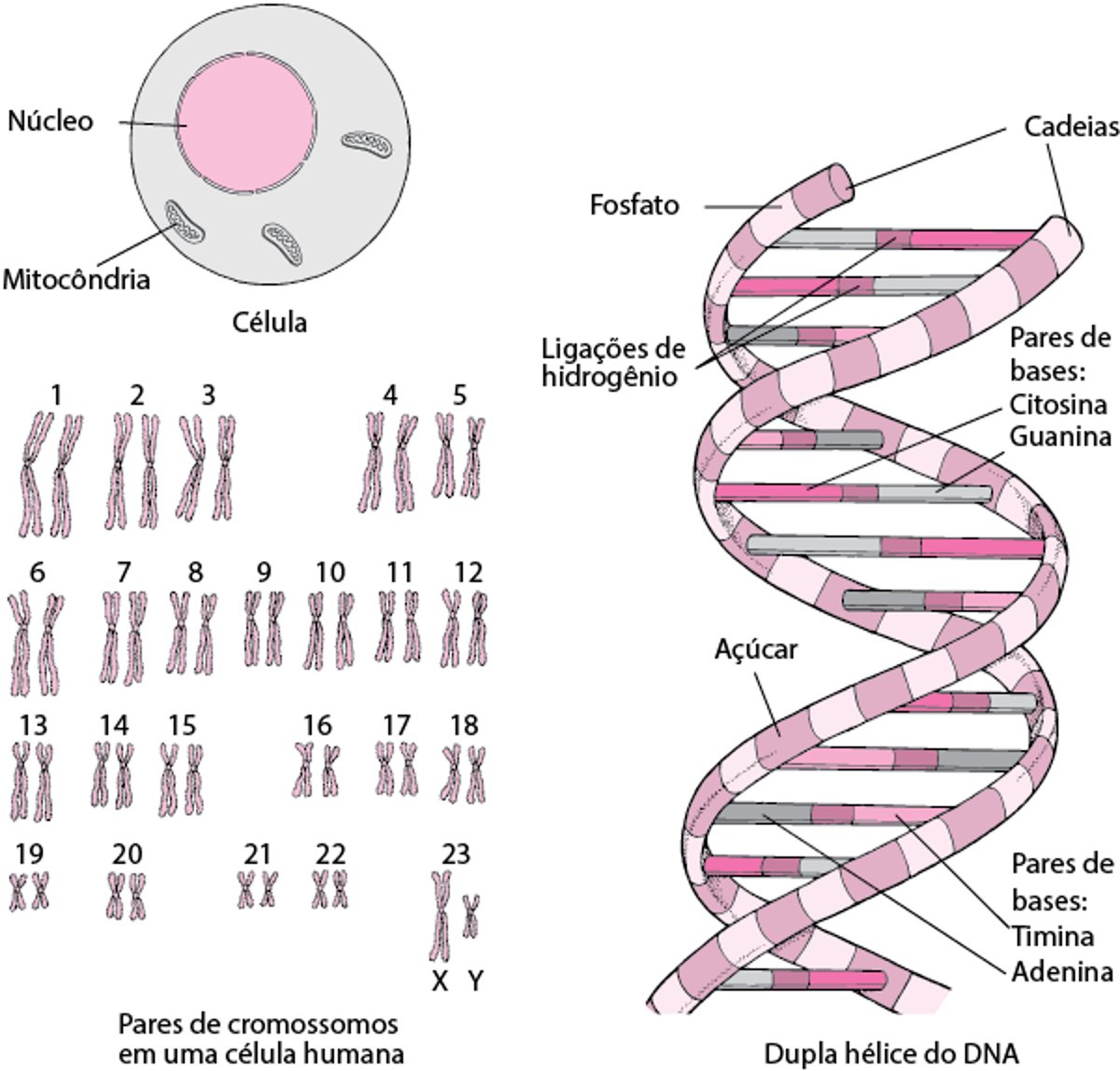 Estrutura do DNA