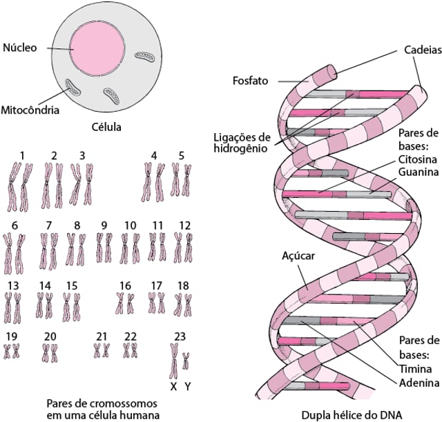 Image:Estrutura do DNA-Manuais MSD edição para profissionais