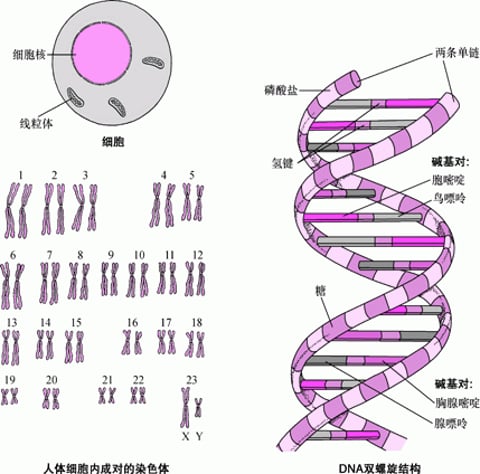 染色体和基因 - 基本知识 - 《默沙东诊疗手册大众版》