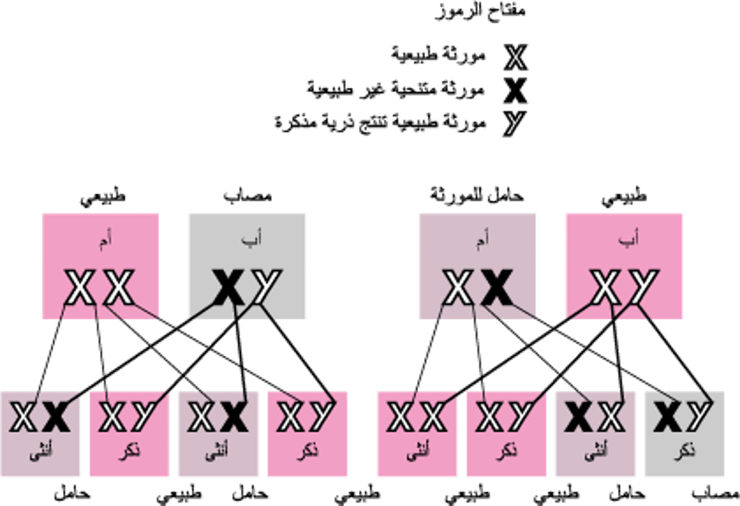 الاضطرابات المتنحِّية المرتبطة بالصِّبغي X