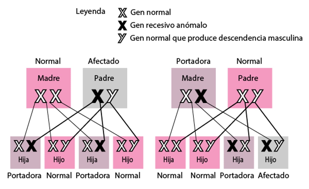 Trastornos recesivos ligados al cromosoma X
