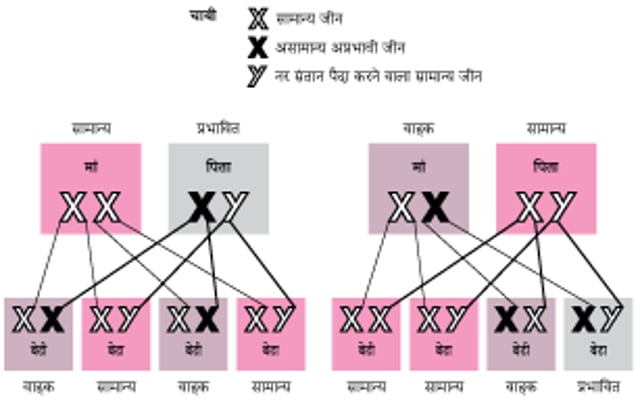 X-लिंक्ड अप्रभावी विकार