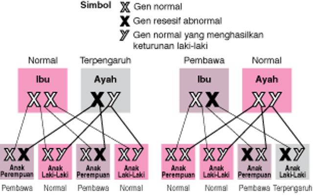 Kelainan Resesif Terpaut-X