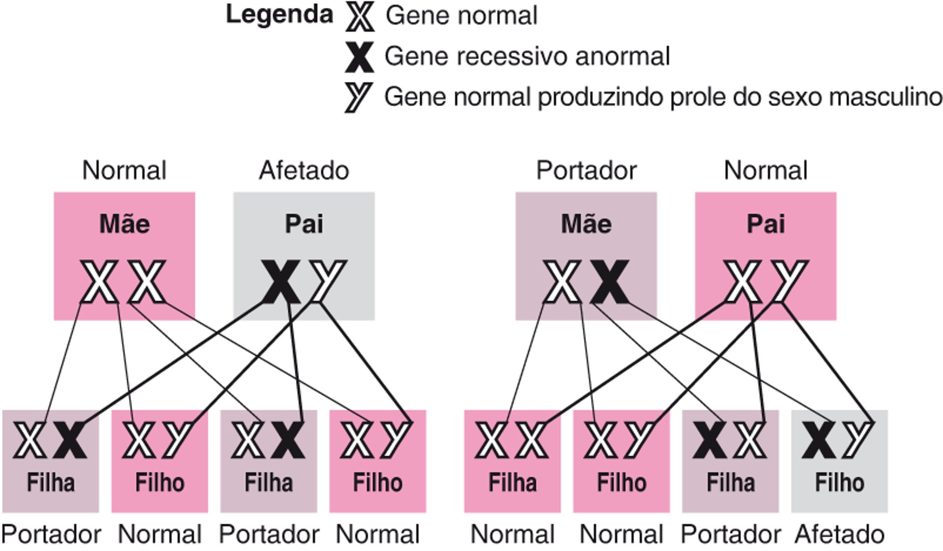 Distúrbios recessivos com ligação X