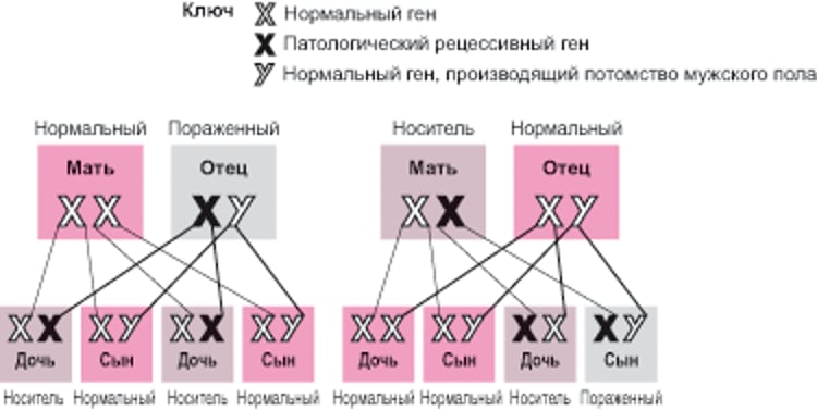 Х-сцепленные рецессивные заболевания