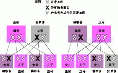 X连锁隐性基因的遗传