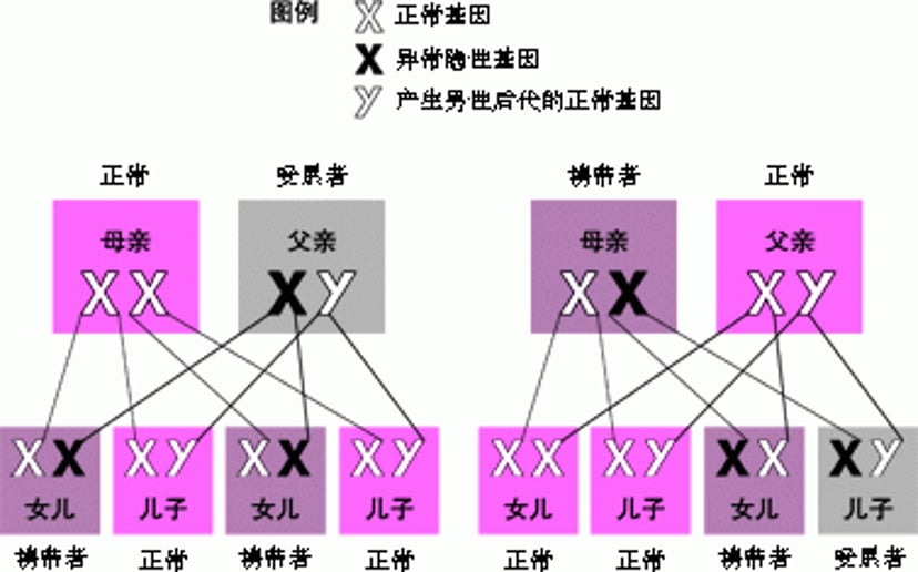 X连锁隐性基因的遗传