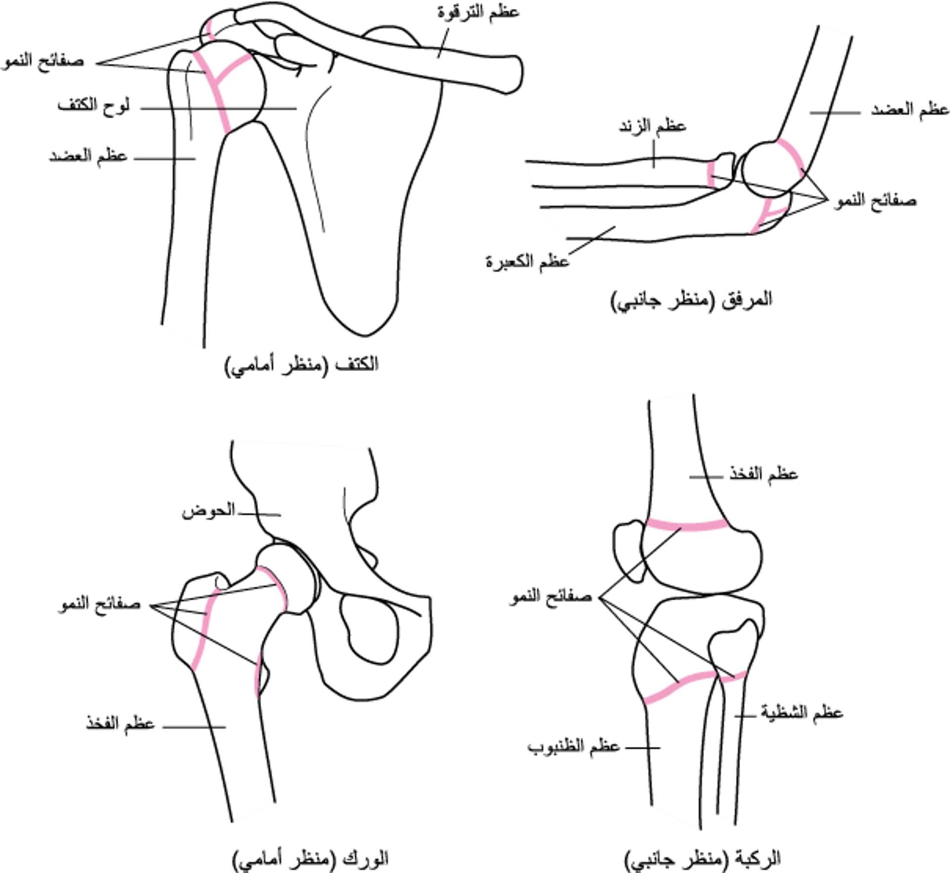 تحديدُ موضع صفيحات النمو