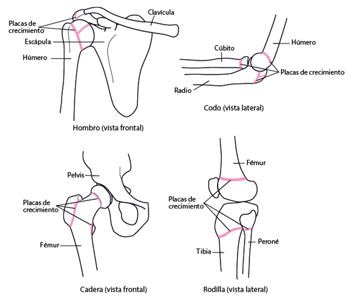 Localización de las placas de crecimiento