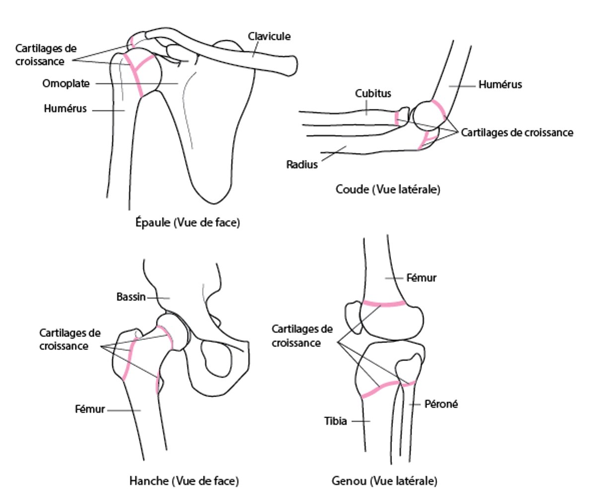 Localiser les cartilages de croissance