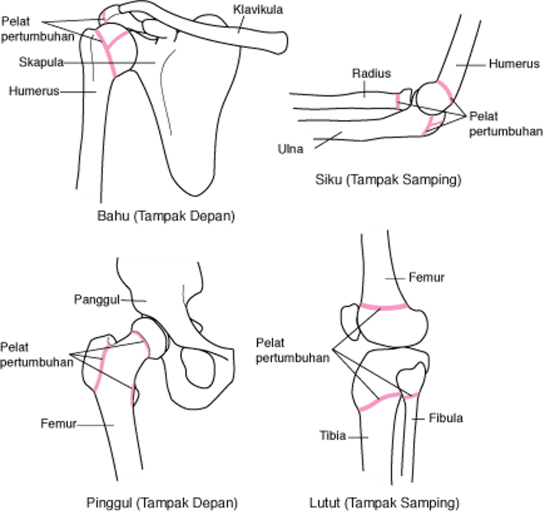 Menentukan Lokasi Lempeng Pertumbuhan