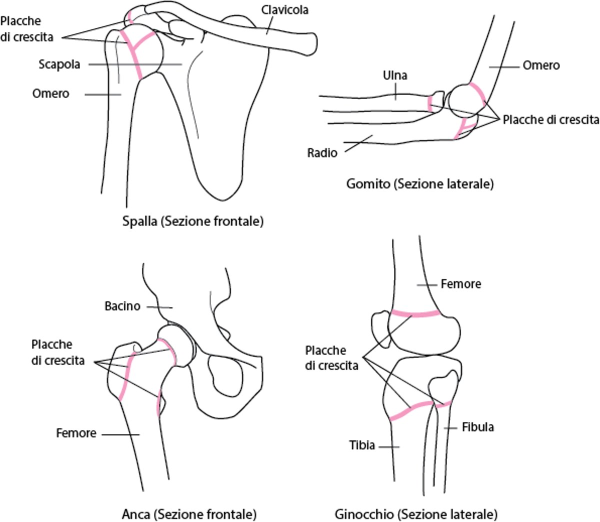 Individuare le cartilagini di accrescimento