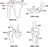 成長板せいちょうばんの位置いち