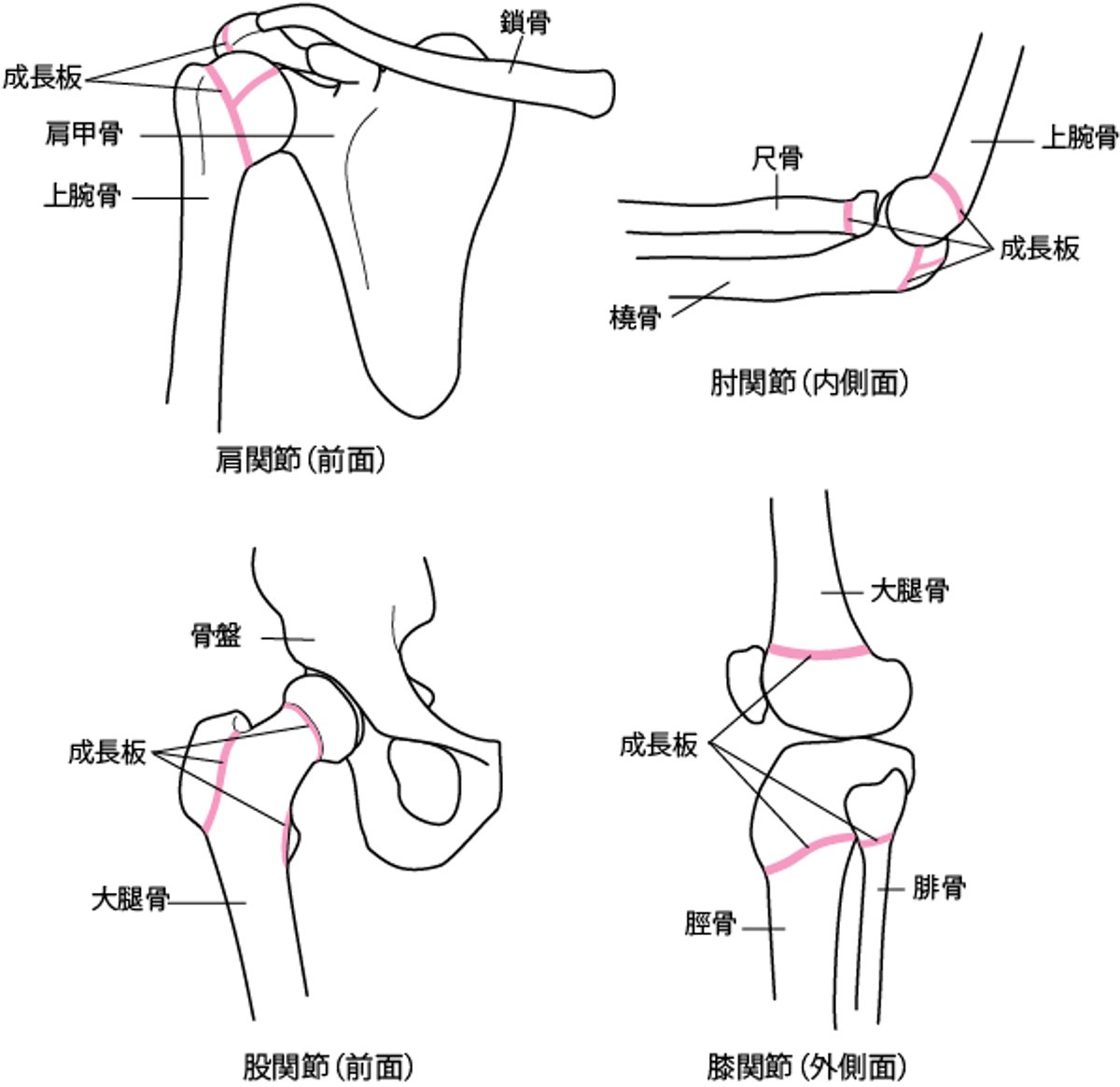 成長板せいちょうばんの位置いち