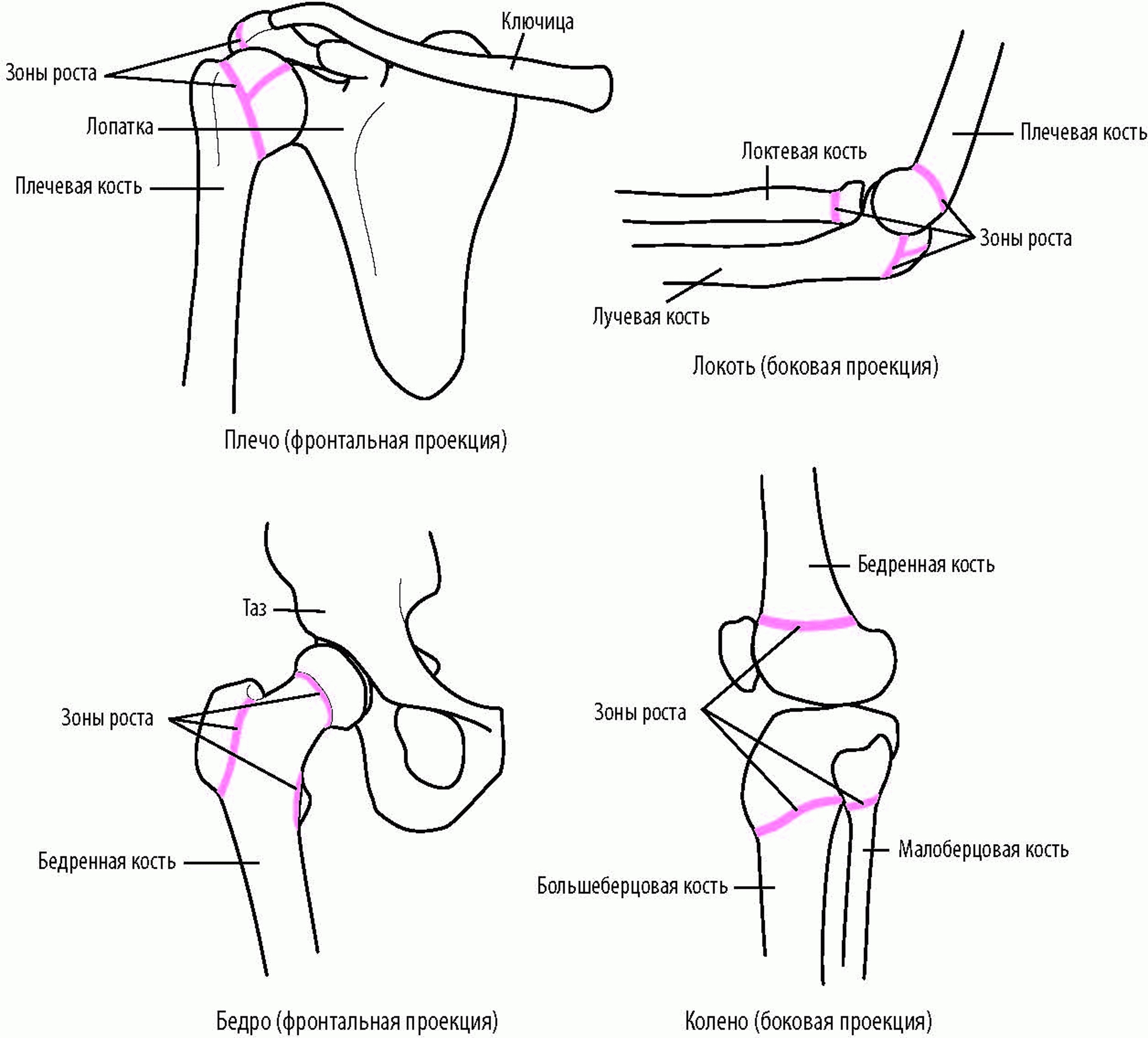 Расположение зон роста